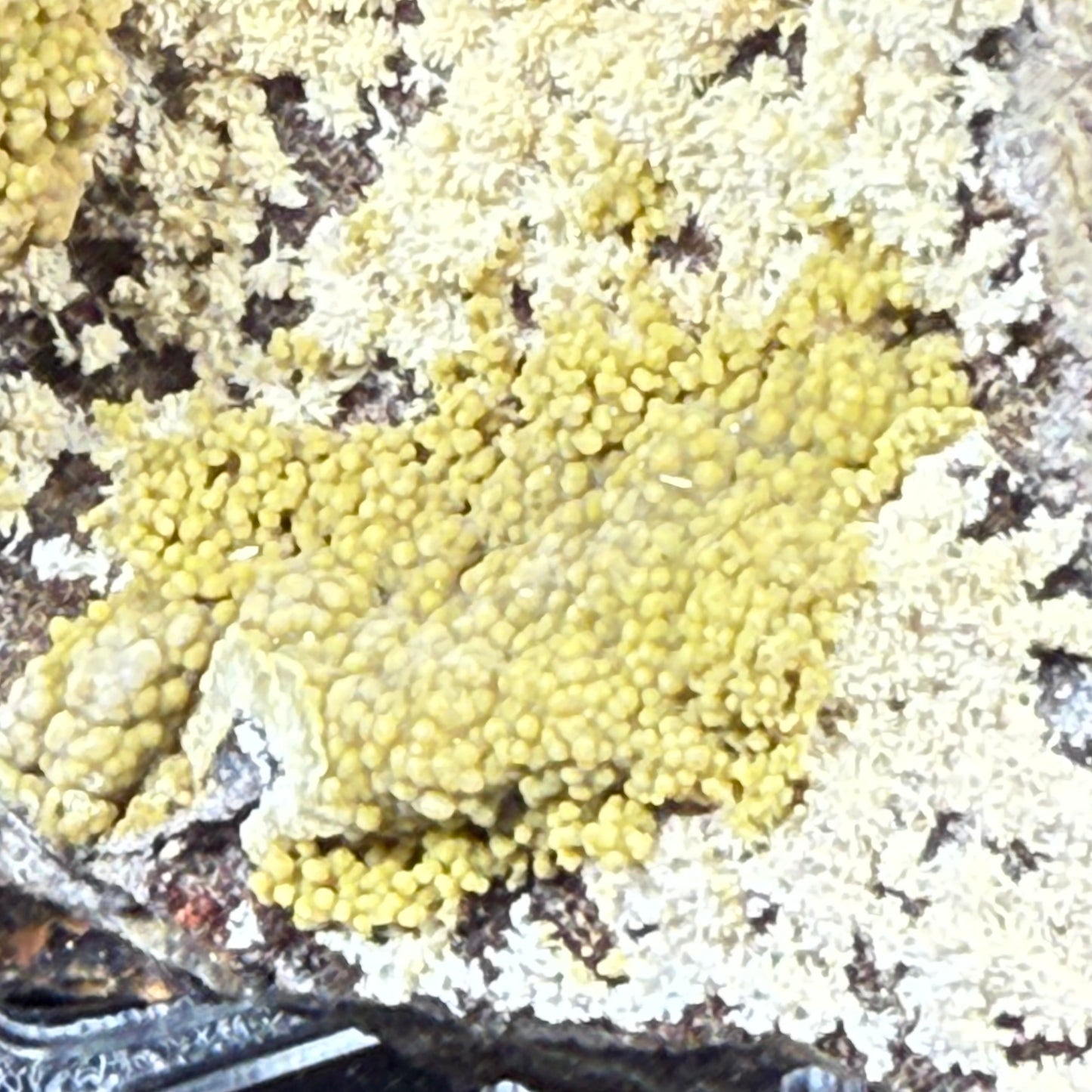 Mimetite