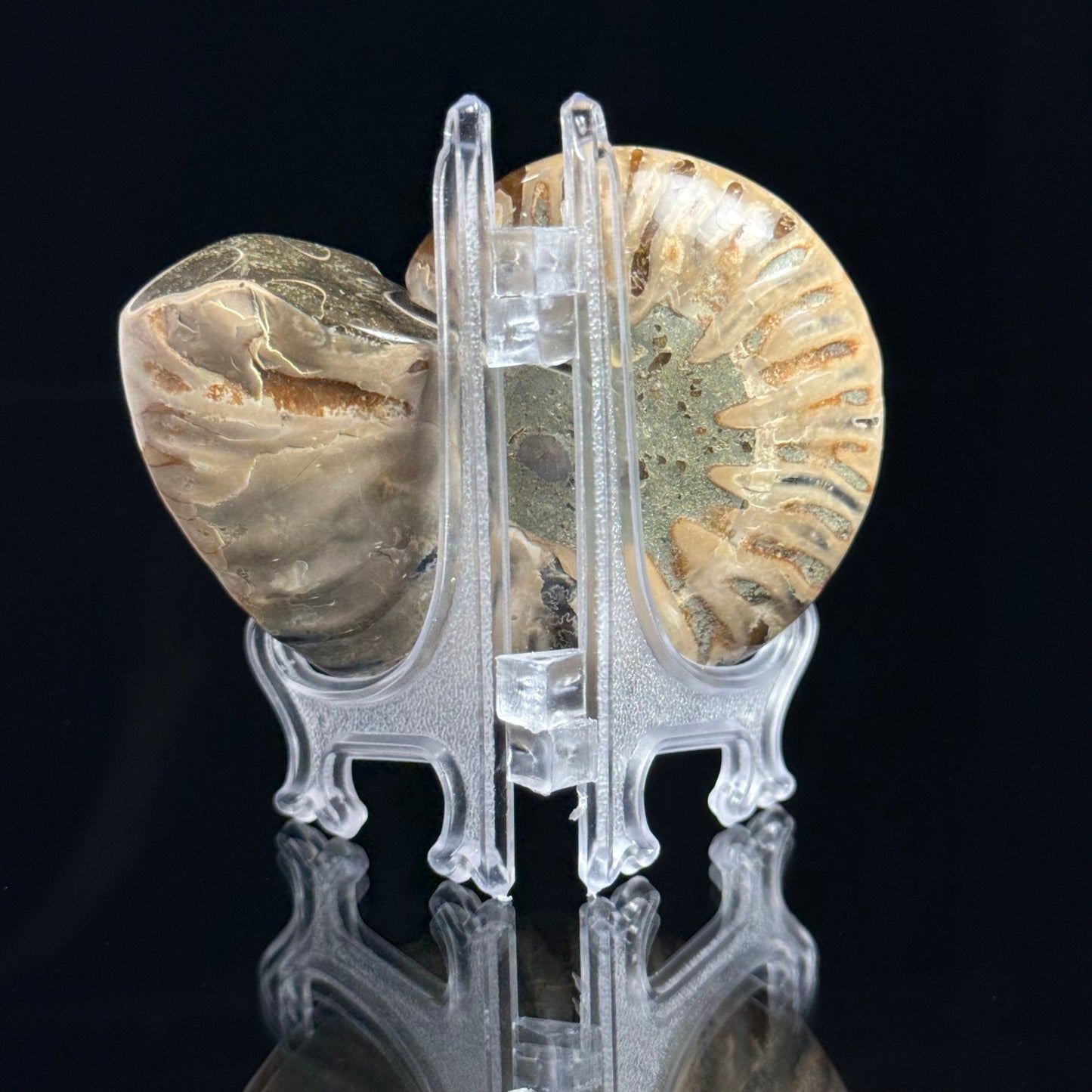 Ammonite