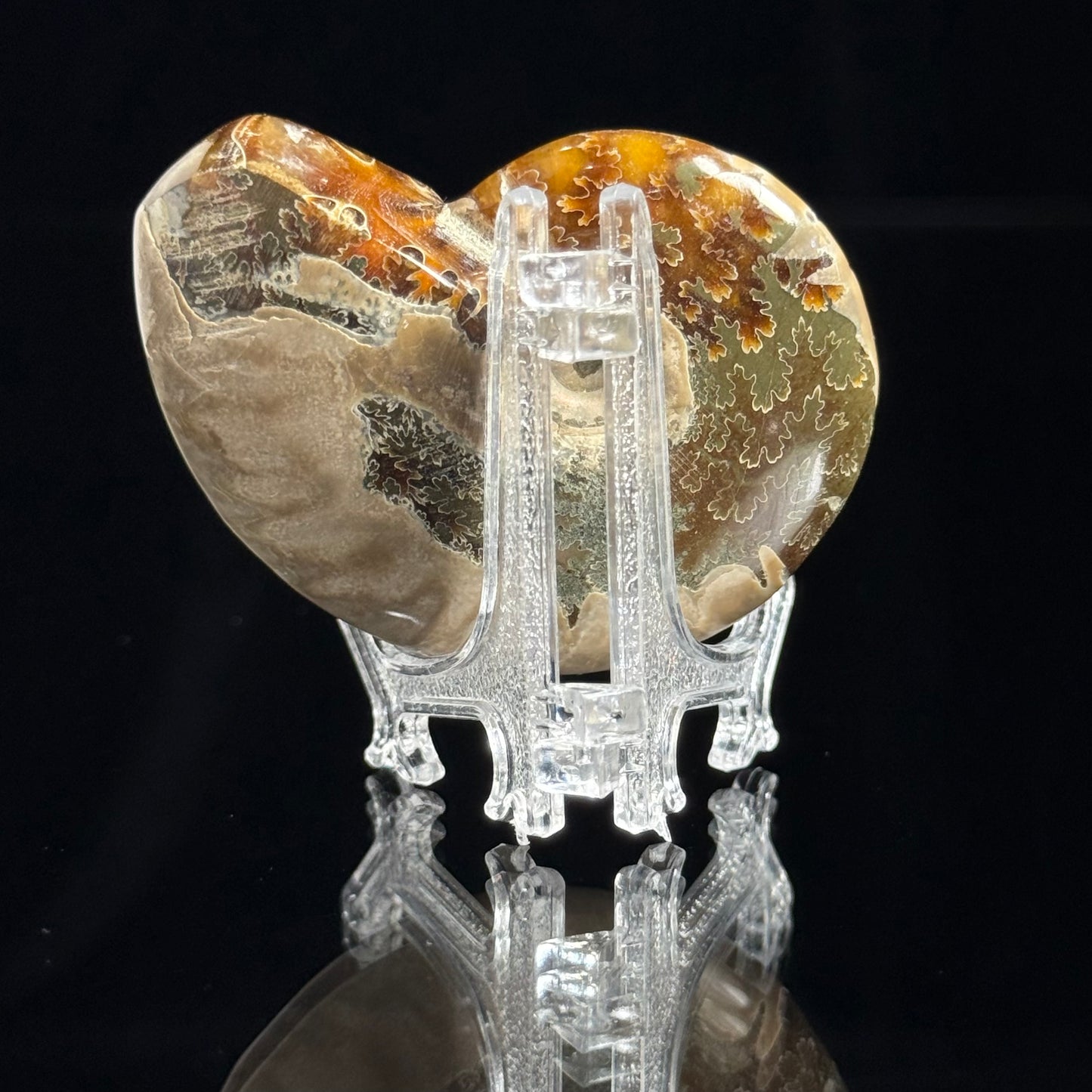 Ammonite