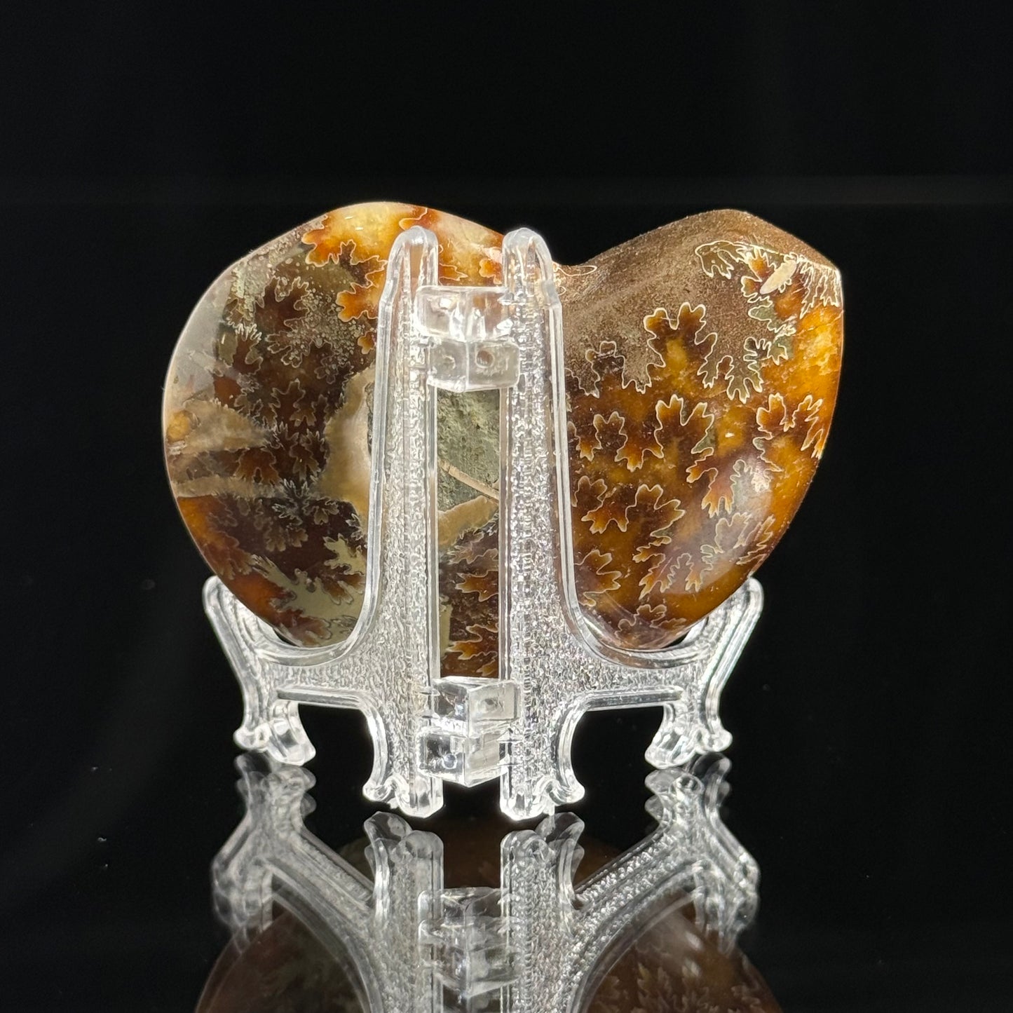 Ammonite