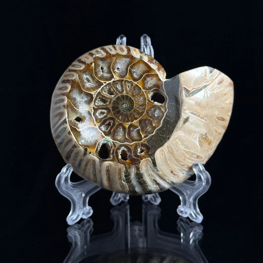 Ammonite