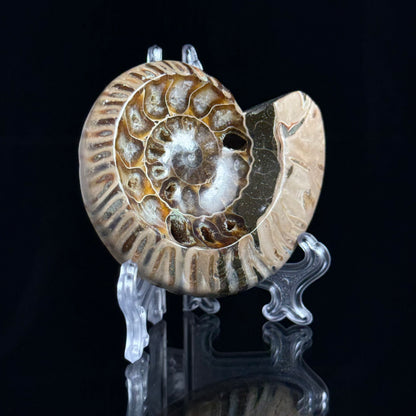 Ammonite