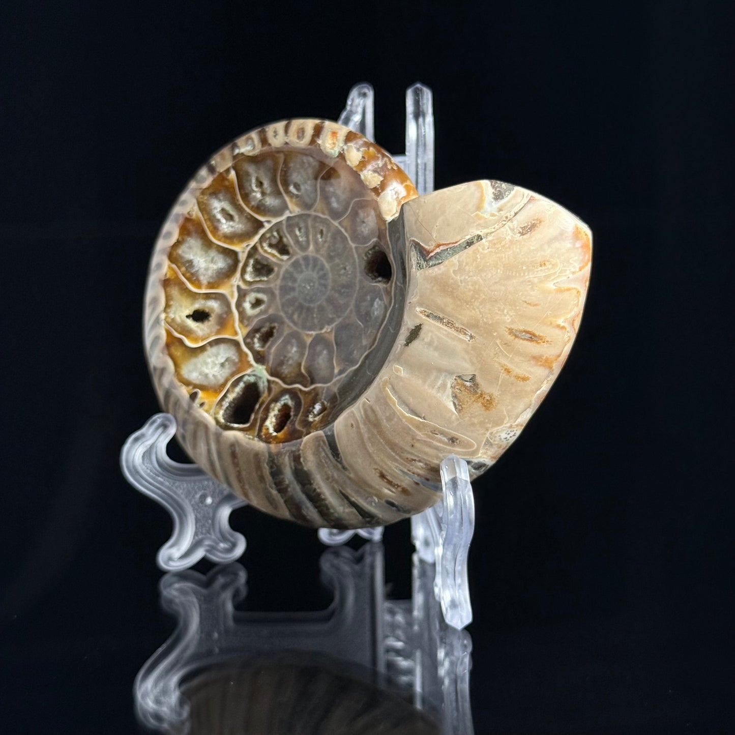 Ammonite