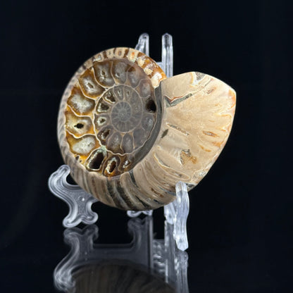 Ammonite