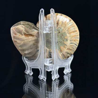 Ammonite