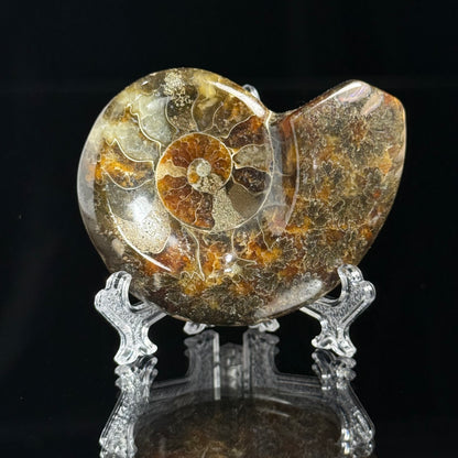 Ammonite
