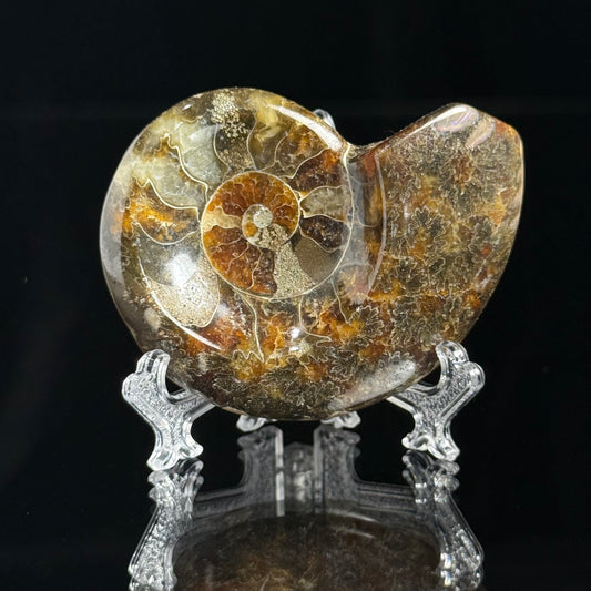 Ammonite