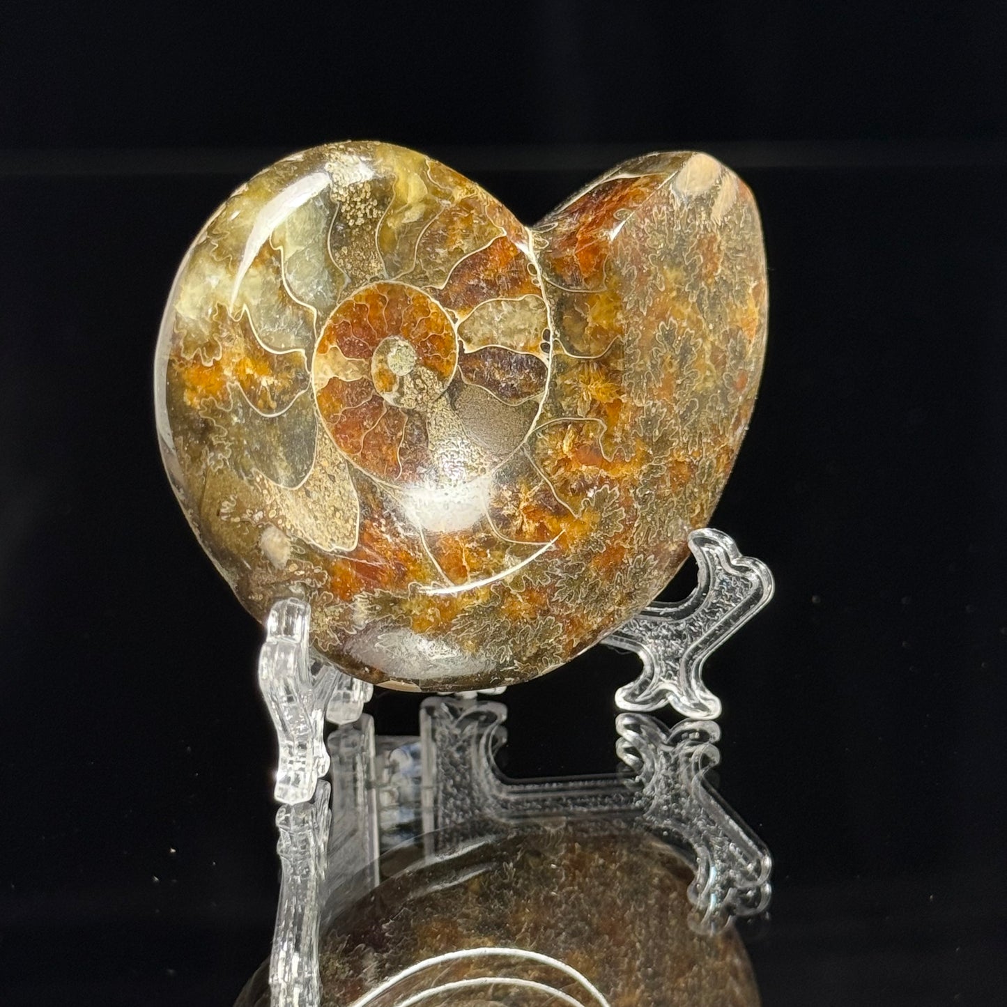 Ammonite