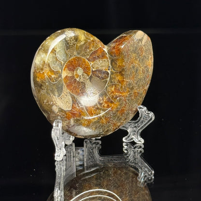 Ammonite