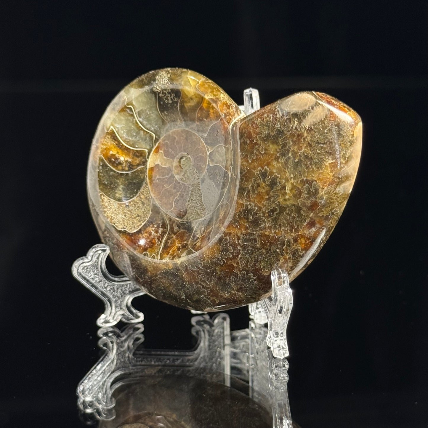 Ammonite
