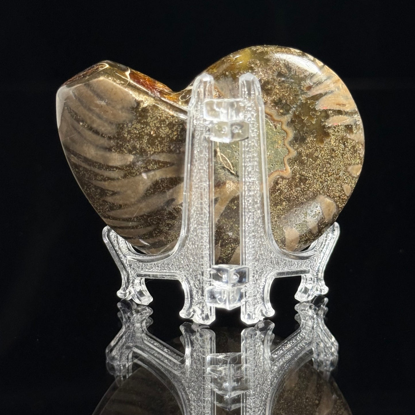 Ammonite