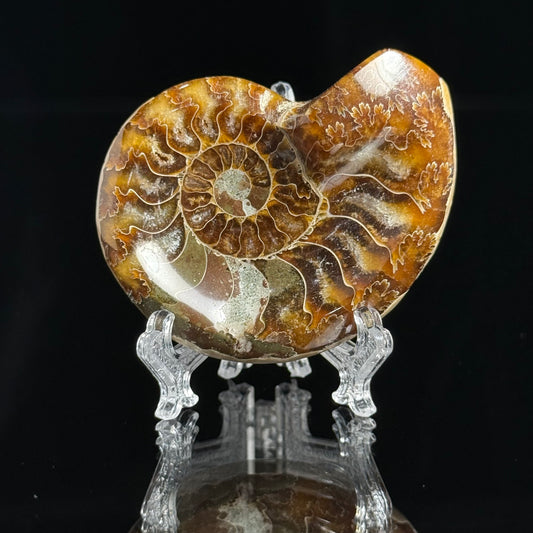 Ammonite