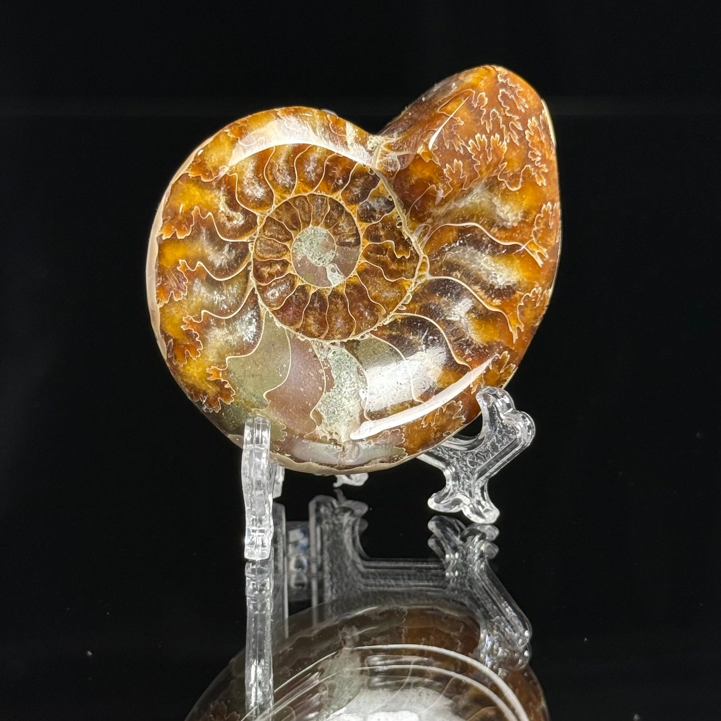 Ammonite