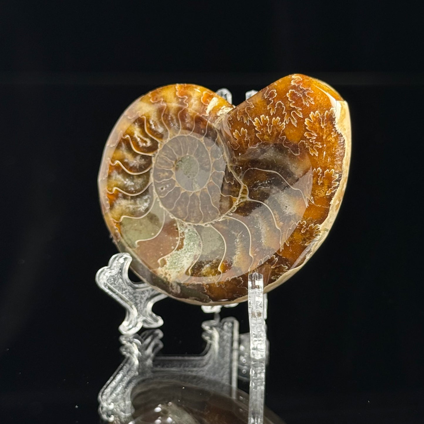 Ammonite