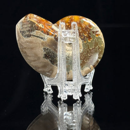 Ammonite