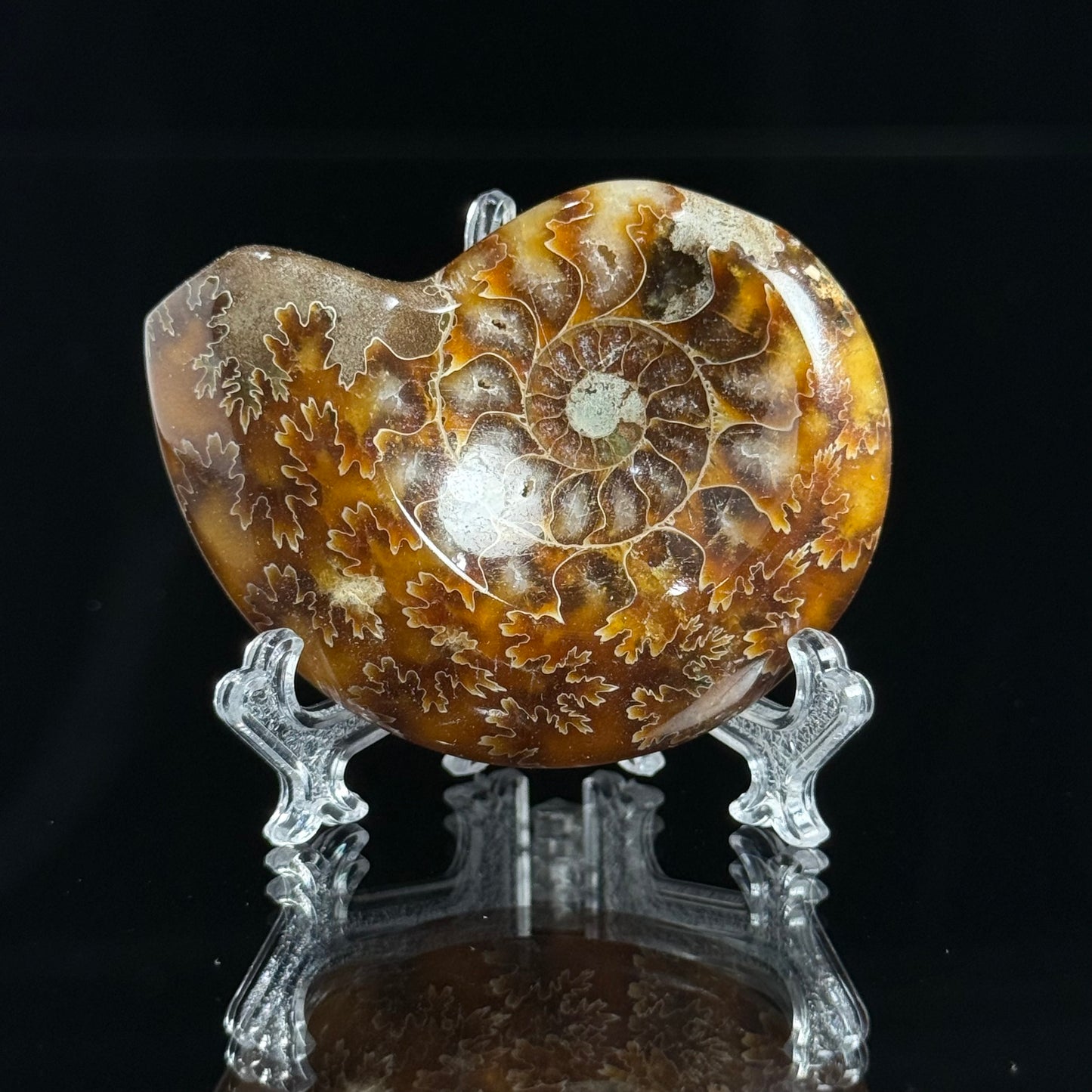 Ammonite
