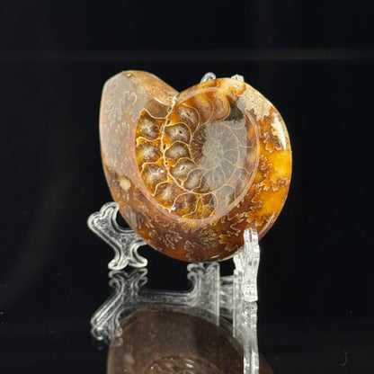 Ammonite