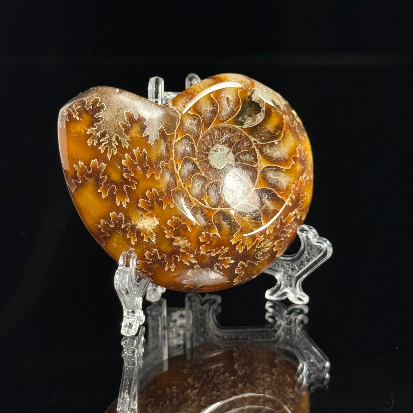 Ammonite