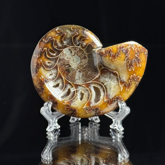 Ammonite