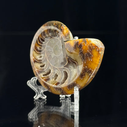 Ammonite