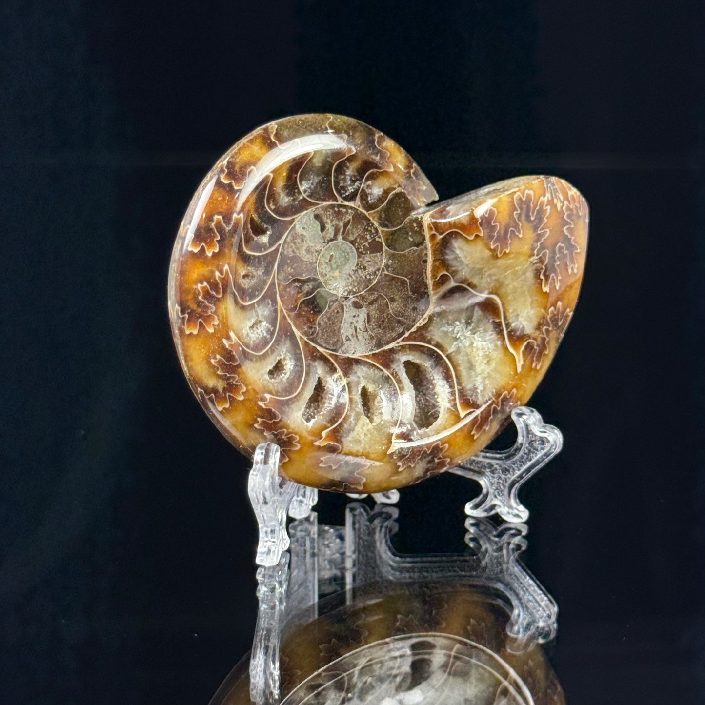 Ammonite