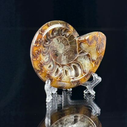 Ammonite