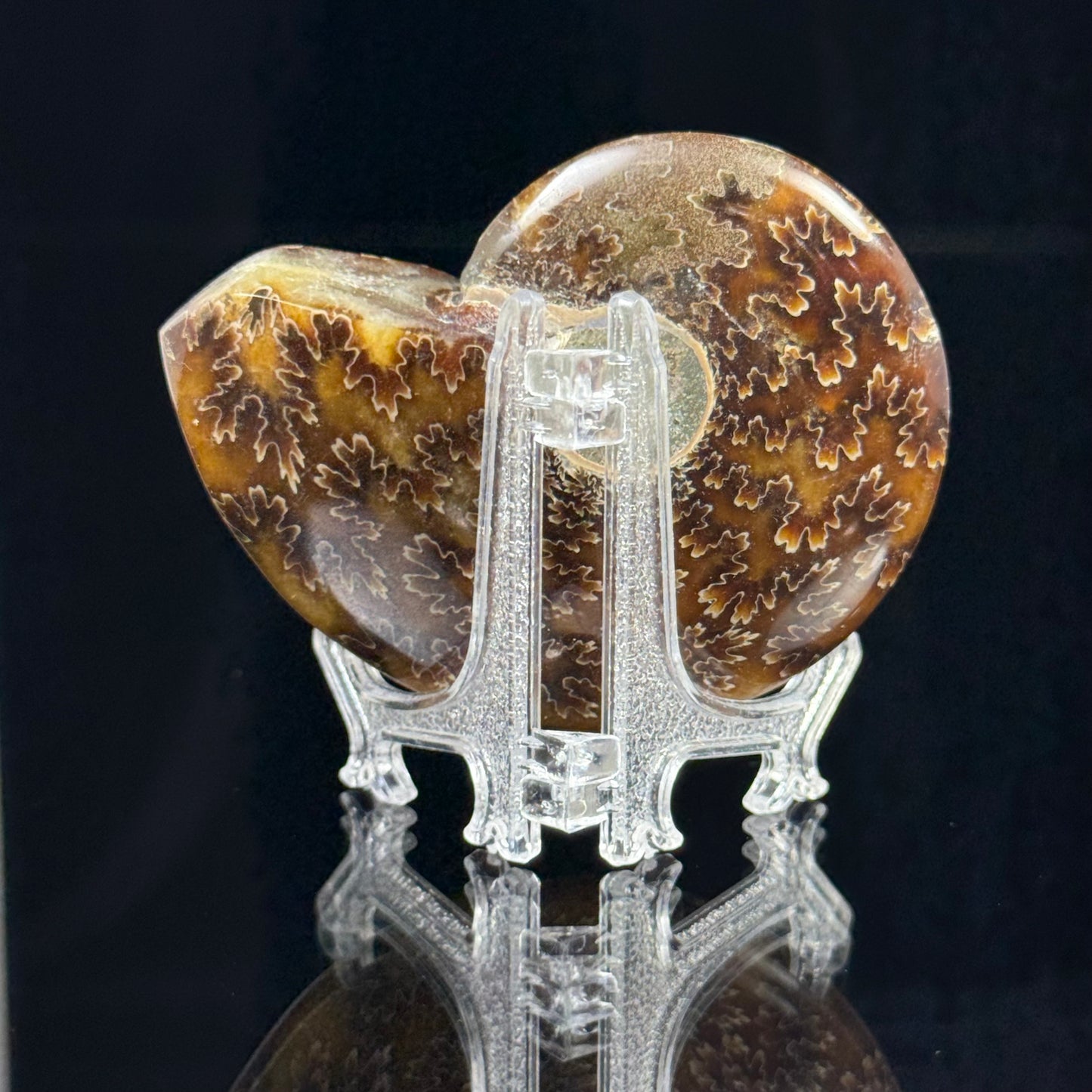 Ammonite