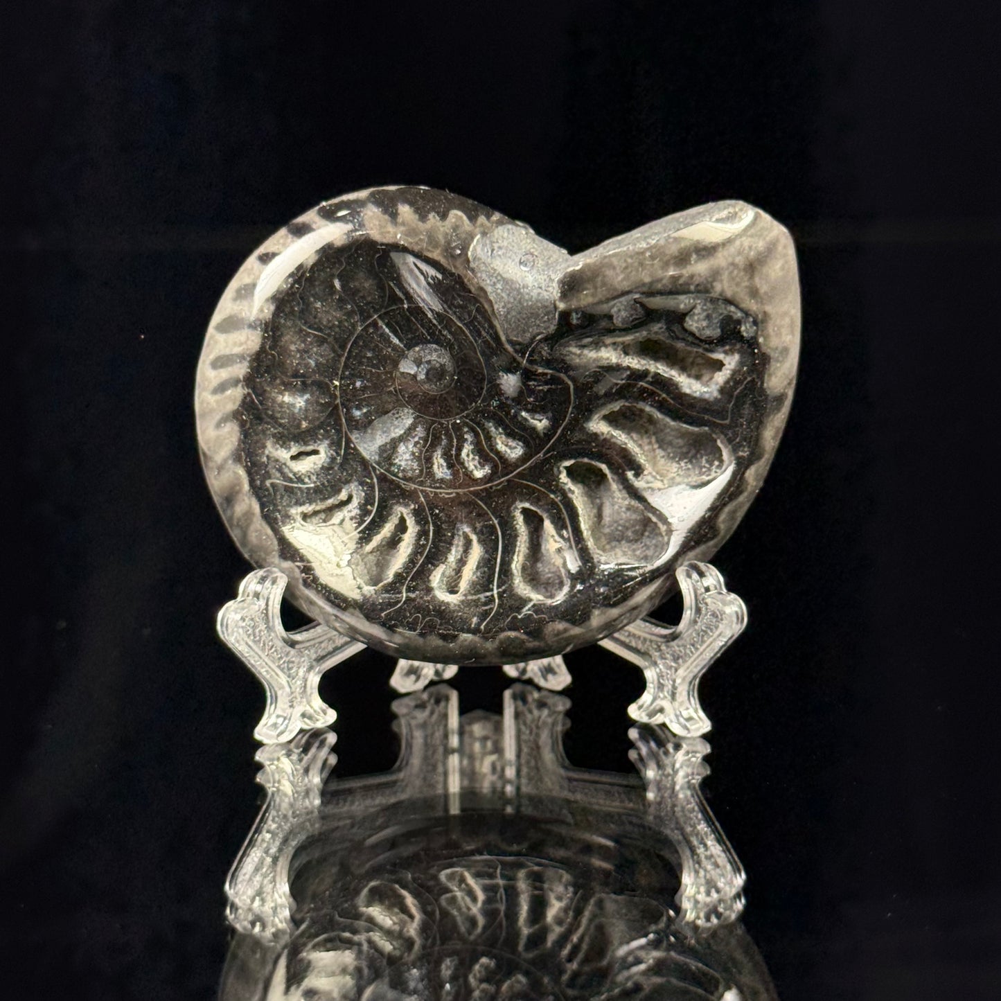 Black Ammonite