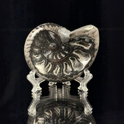 Black Ammonite