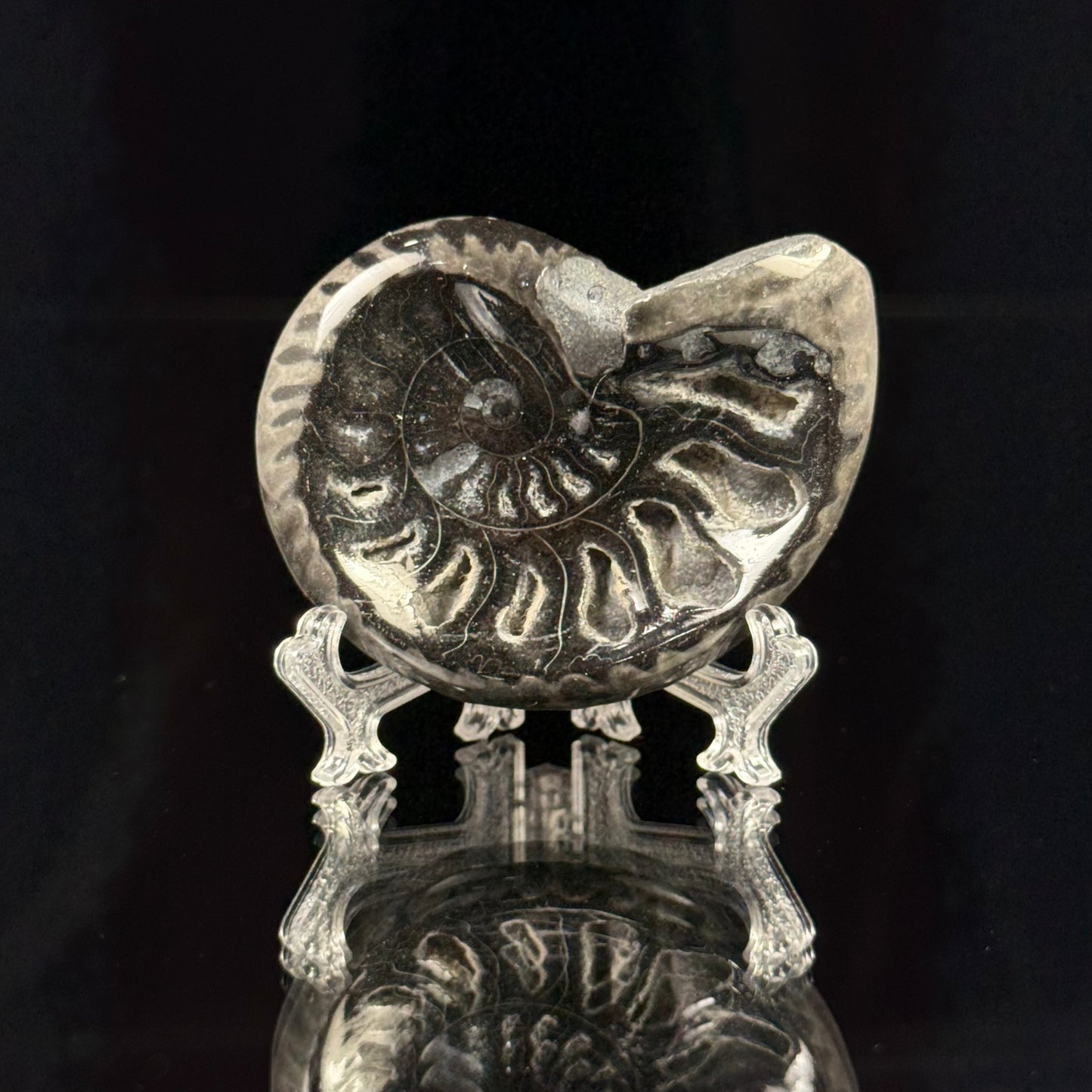 Black Ammonite