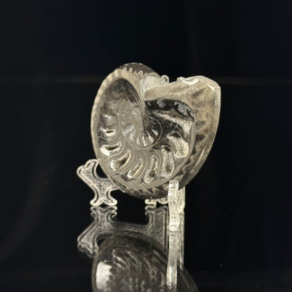 Black Ammonite