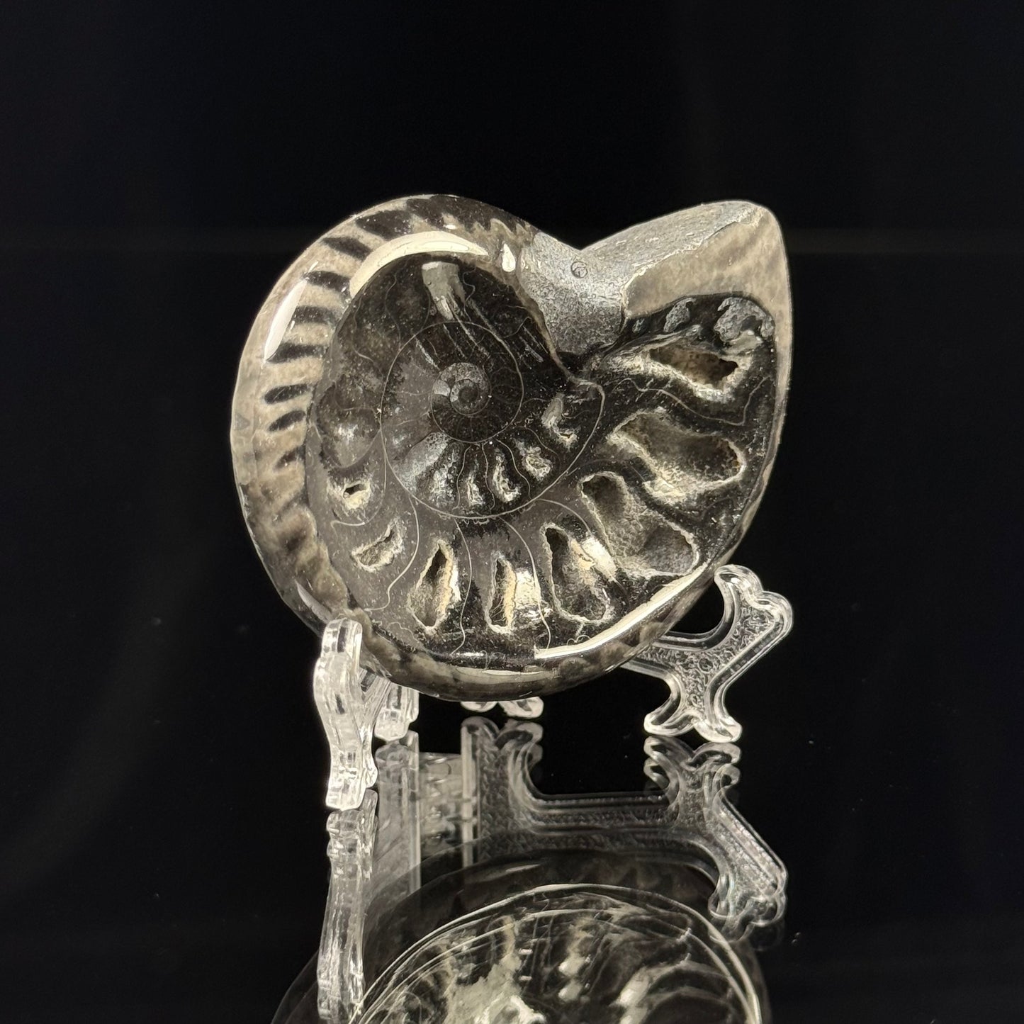 Black Ammonite
