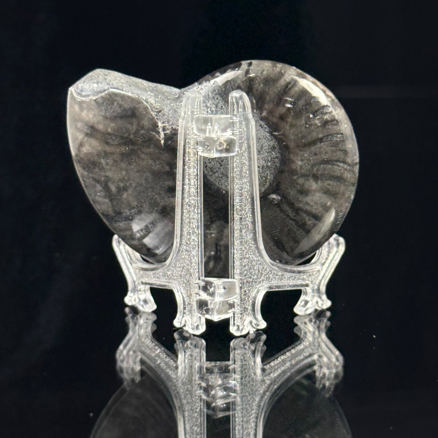 Black Ammonite