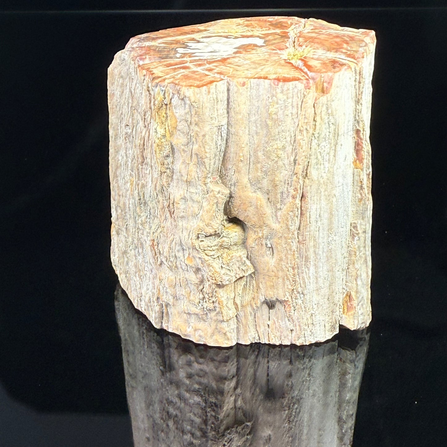 Petrified Wood