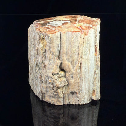 Petrified Wood