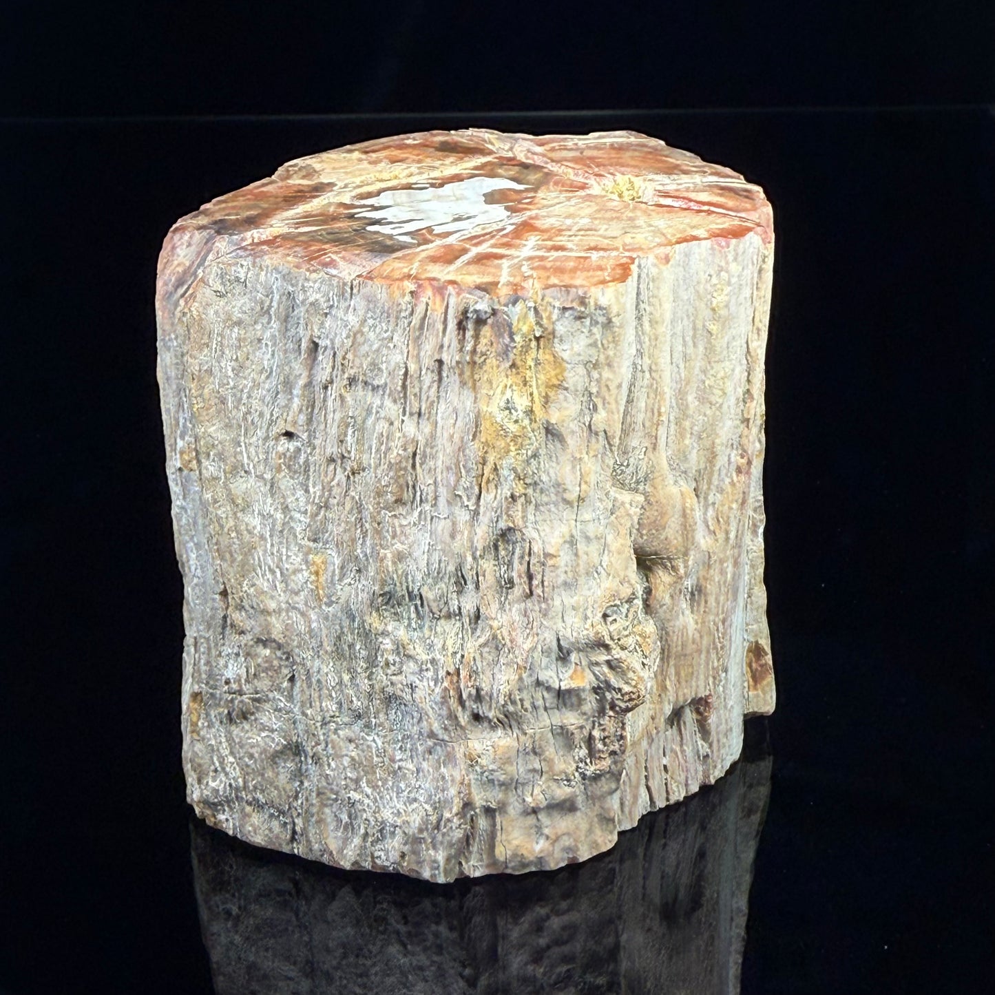 Petrified Wood