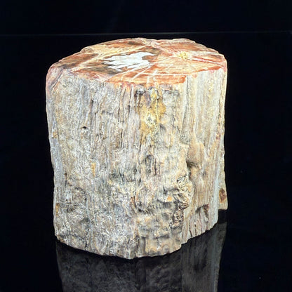 Petrified Wood
