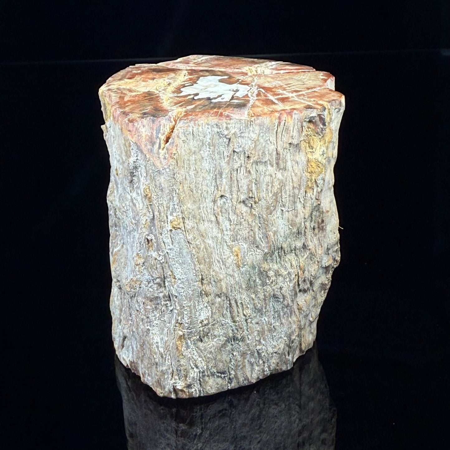 Petrified Wood
