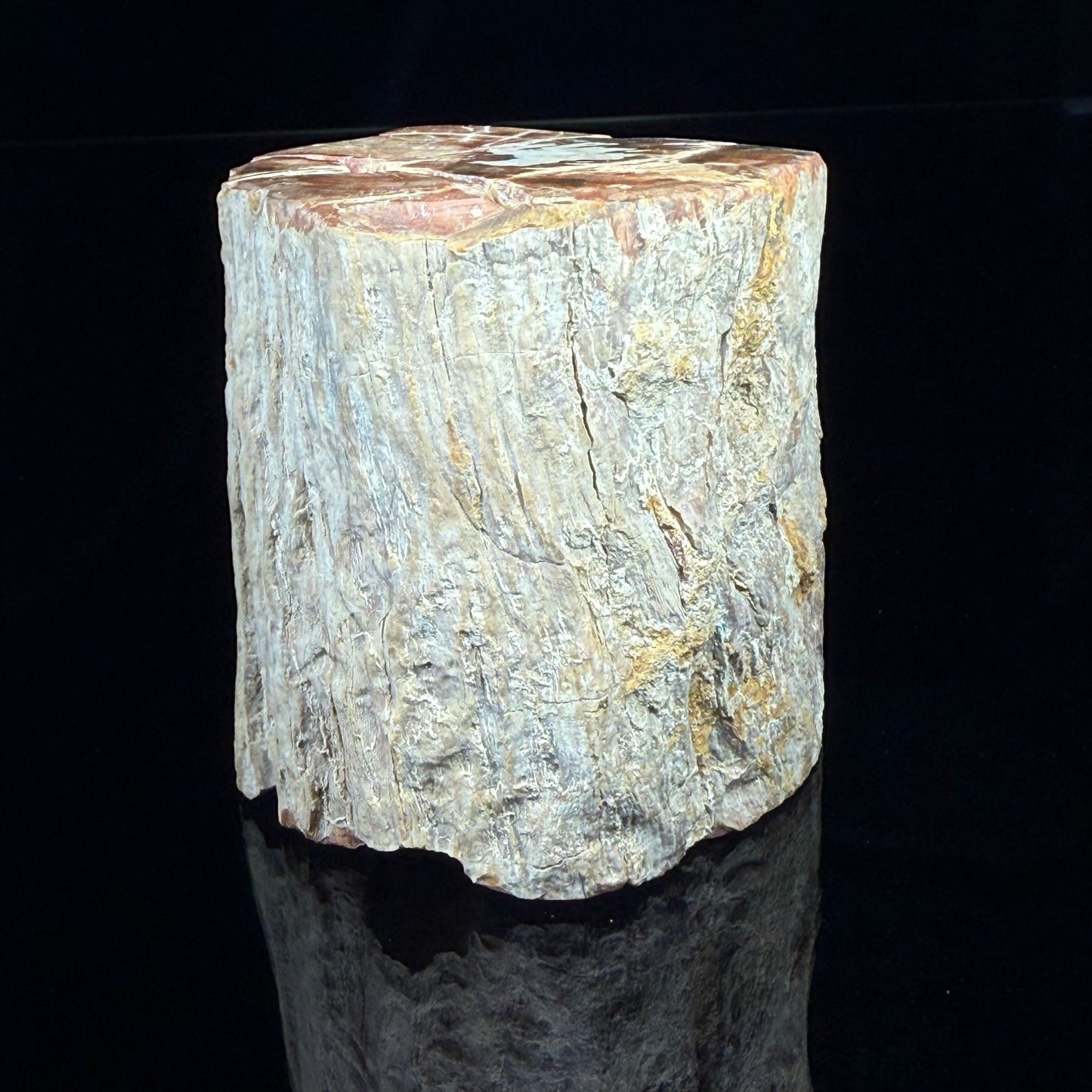 Petrified Wood