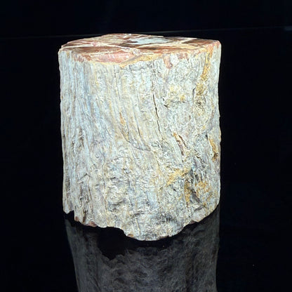 Petrified Wood
