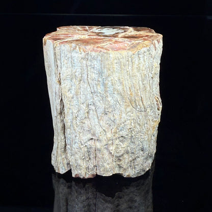 Petrified Wood