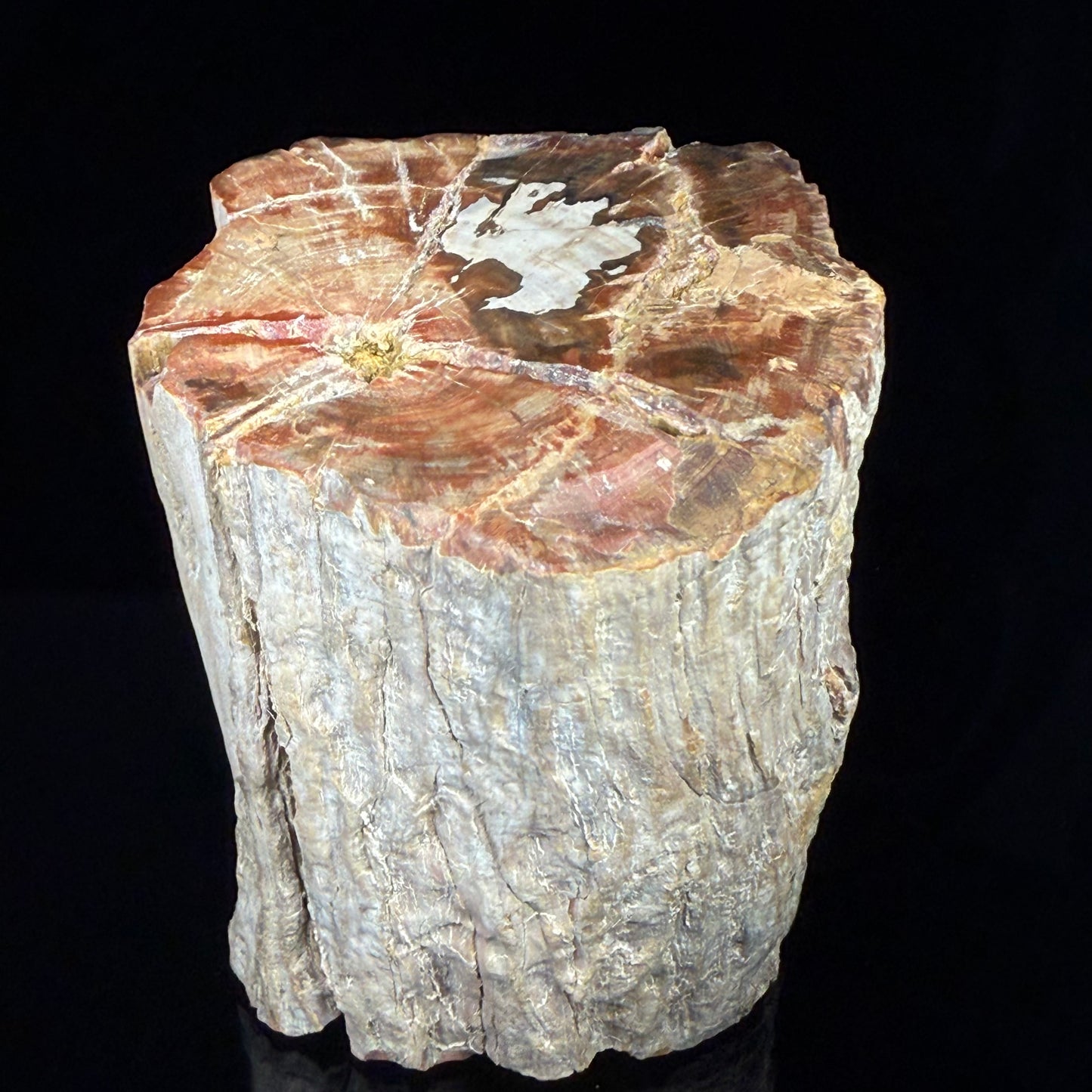 Petrified Wood