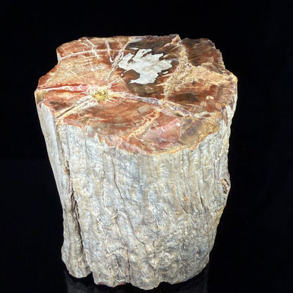 Petrified Wood