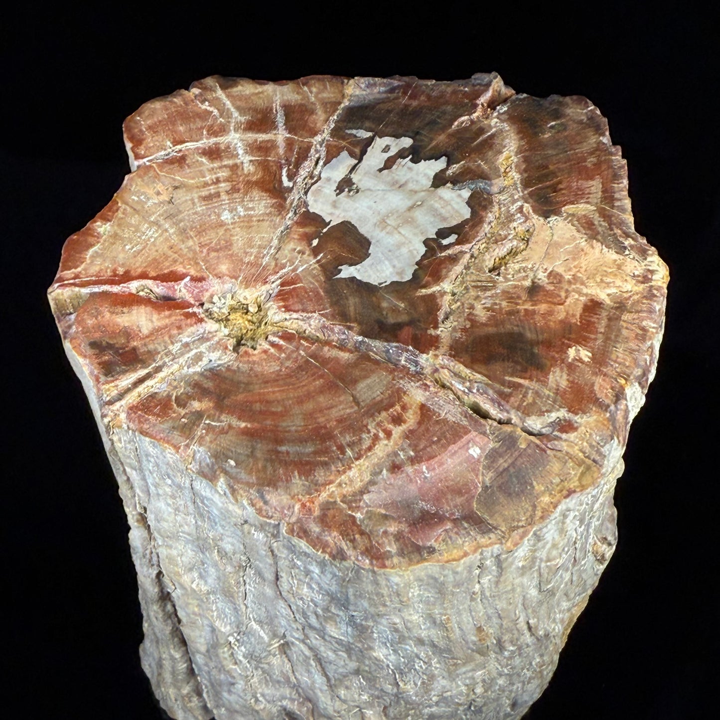Petrified Wood