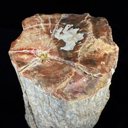 Petrified Wood