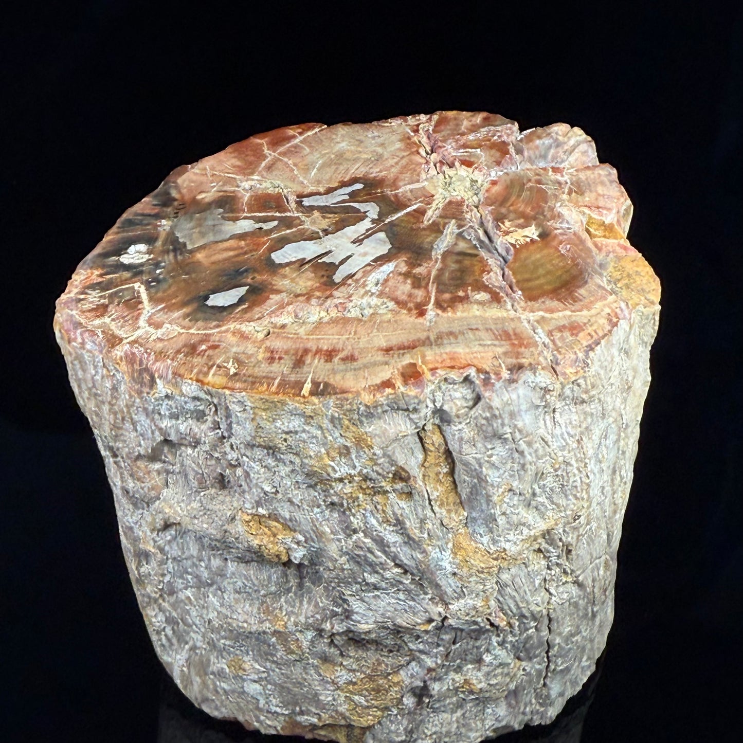 Petrified Wood