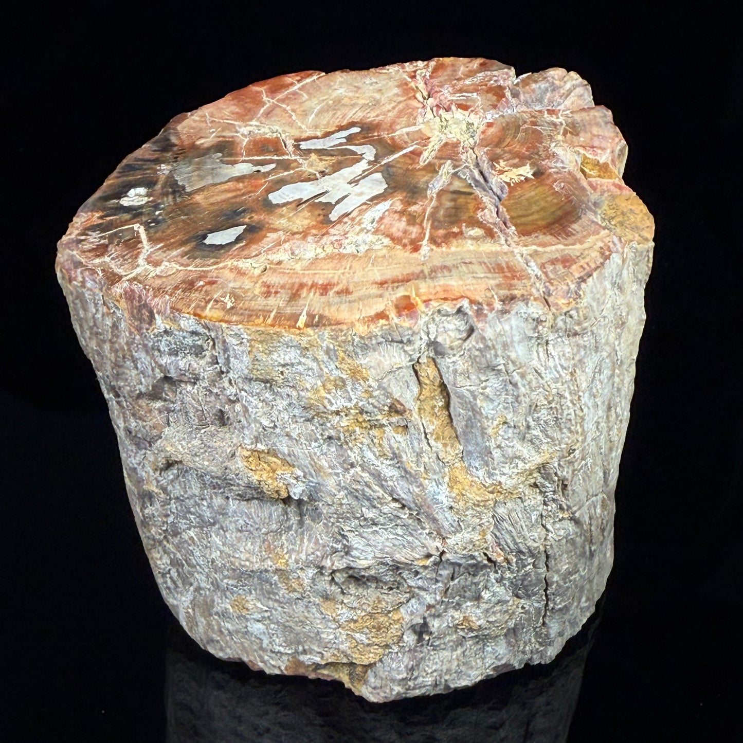 Petrified Wood