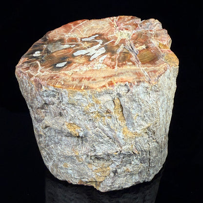 Petrified Wood