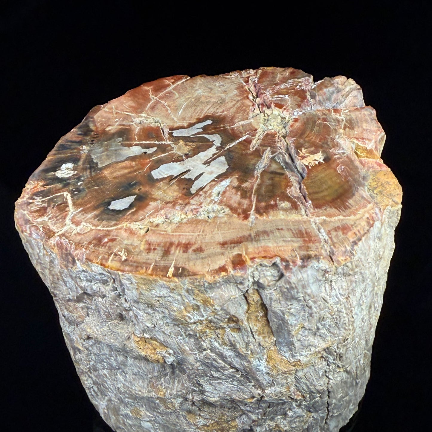 Petrified Wood