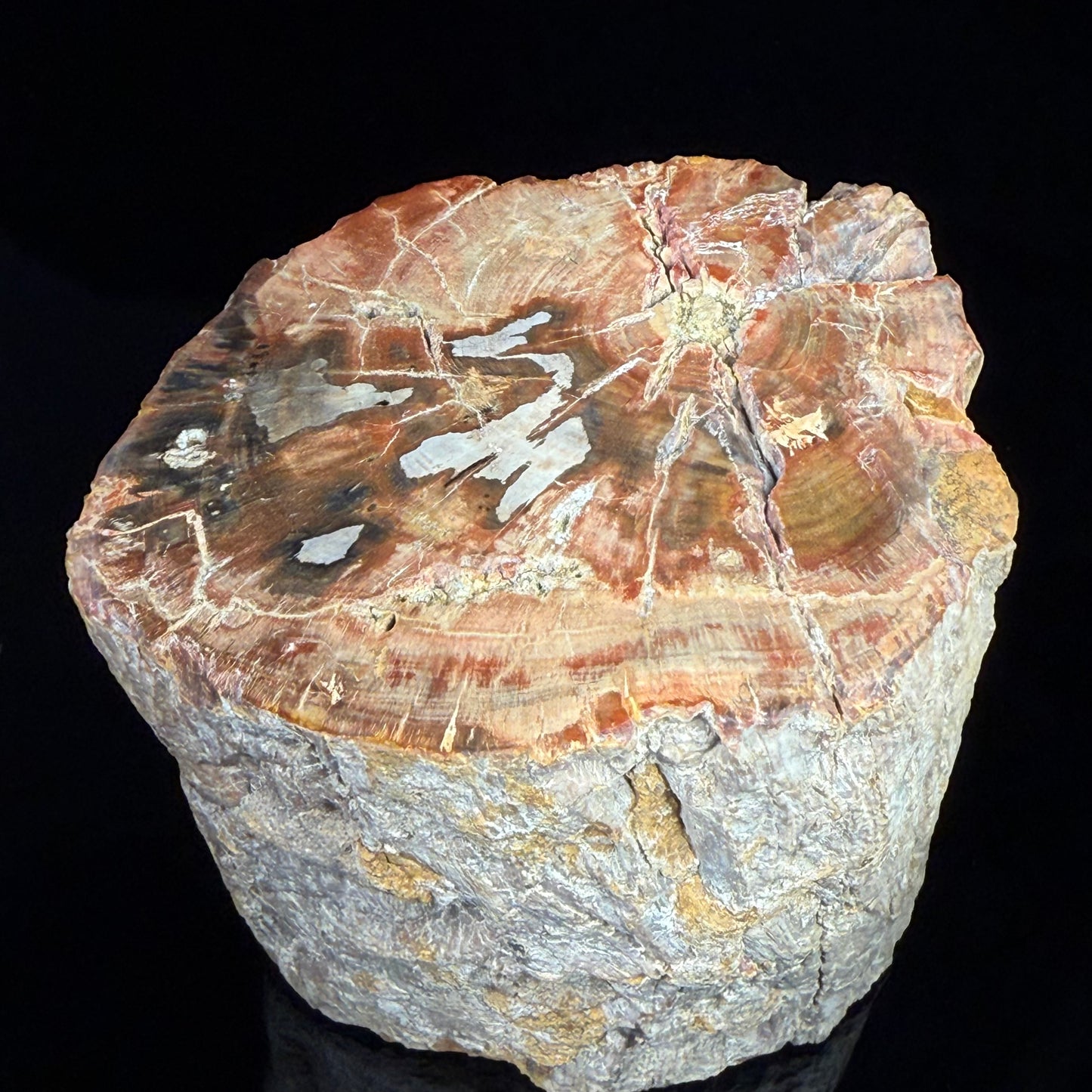 Petrified Wood